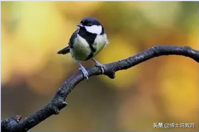 寒号鸟图片真实图片（带你正确认知寒号鸟及图片）